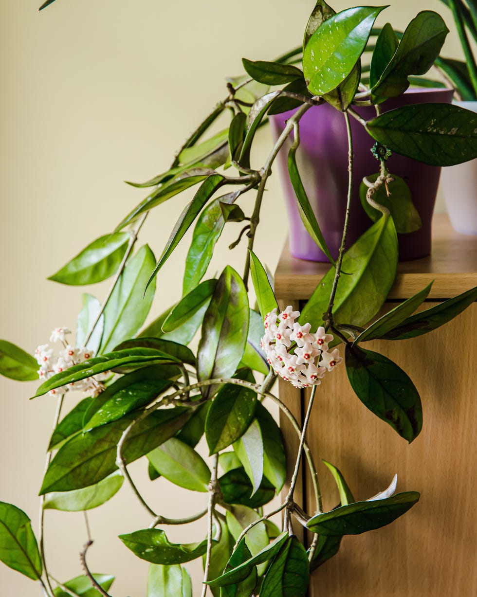 best vining plants hoya carnosa potted hoya carnosa the porcelainflower or wax plant in full bloom in home interior