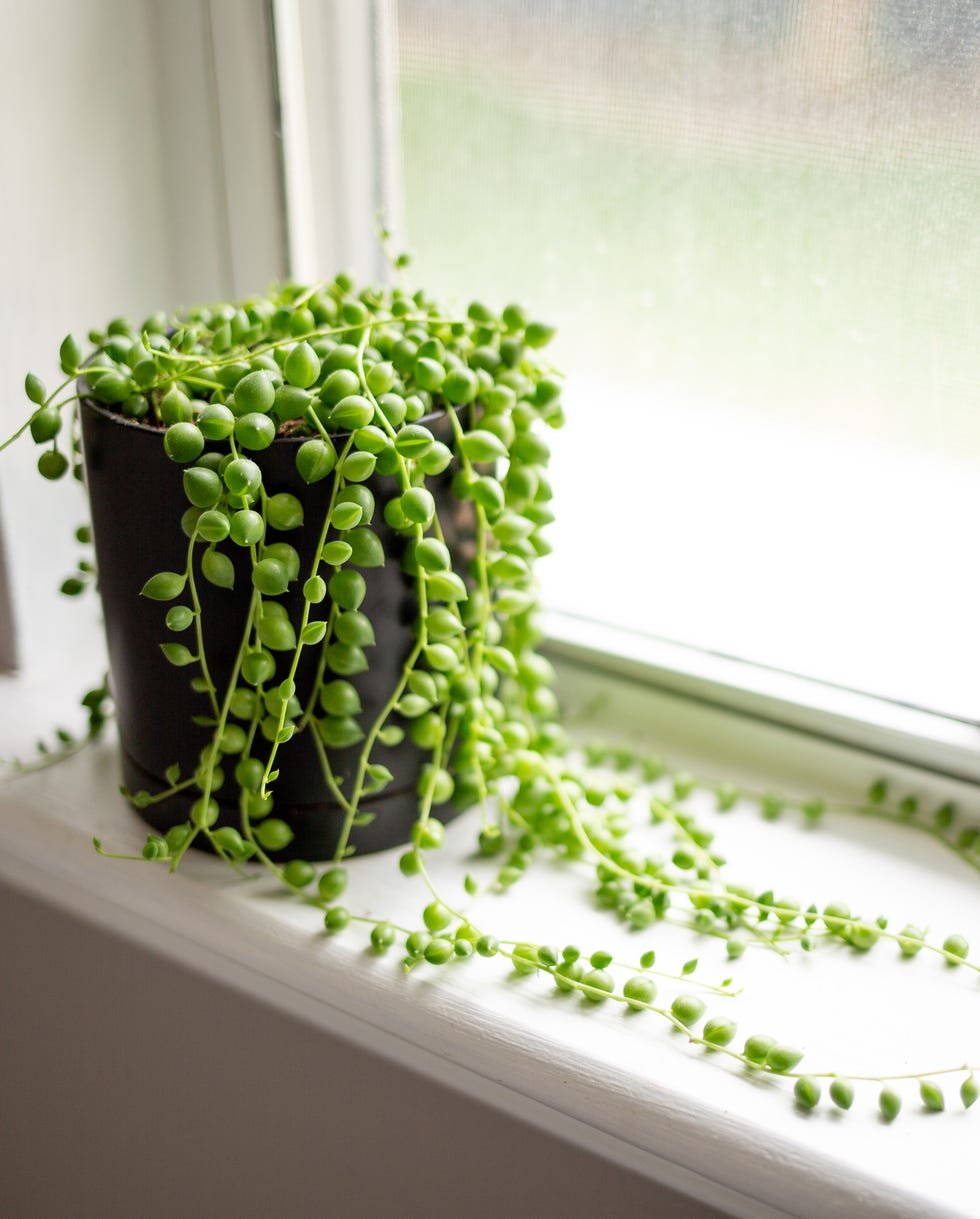 best vining plants string of pearls