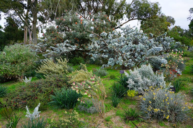 Native plants grow on a hill.