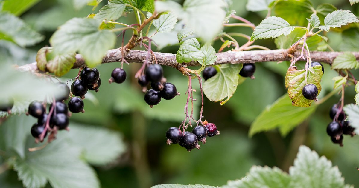 Recommendations on learn how to Develop Blackcurrants | BBC Gardeners World Journal