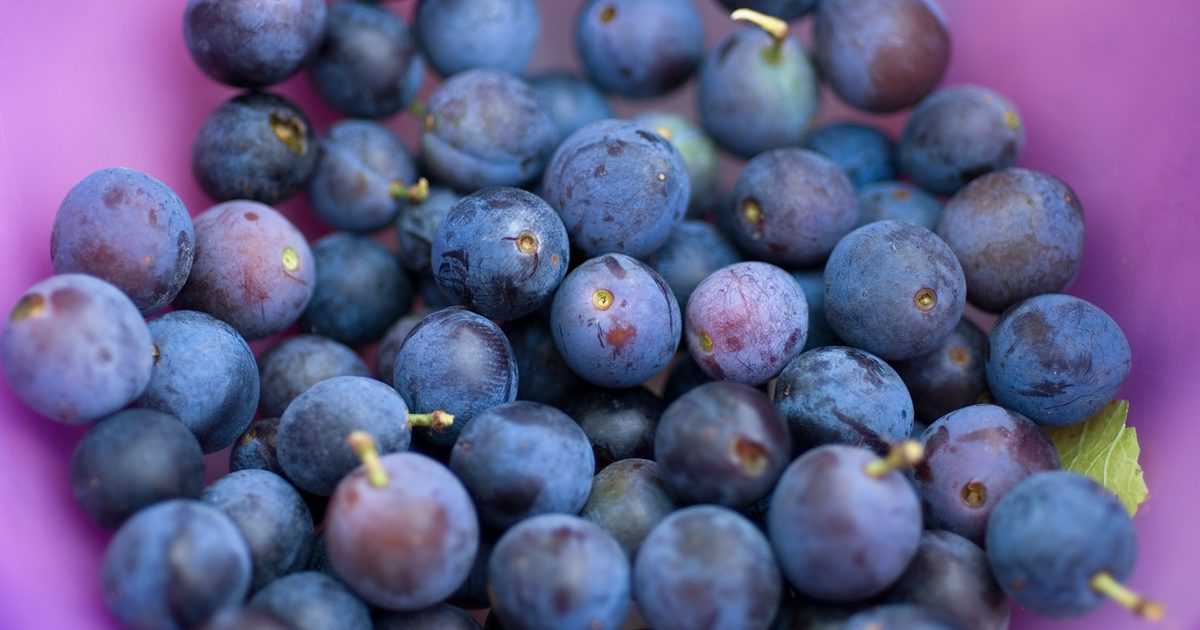 Methods to Develop Blueberries | BBC Gardeners World Journal