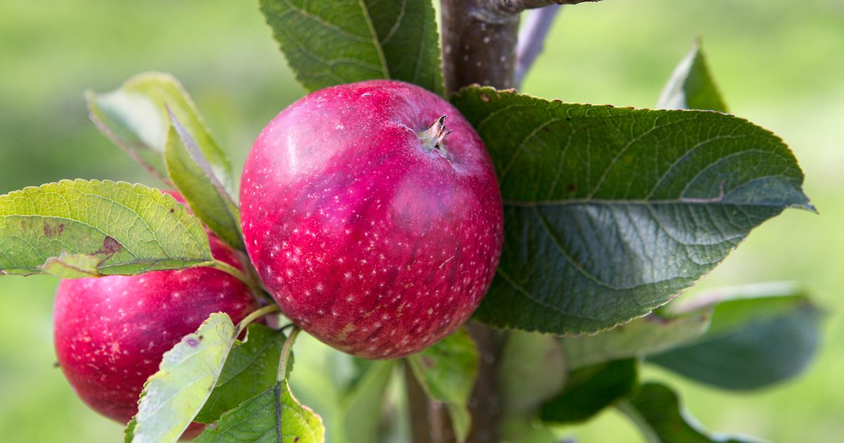 Most attention-grabbing Apple Varieties to Develop