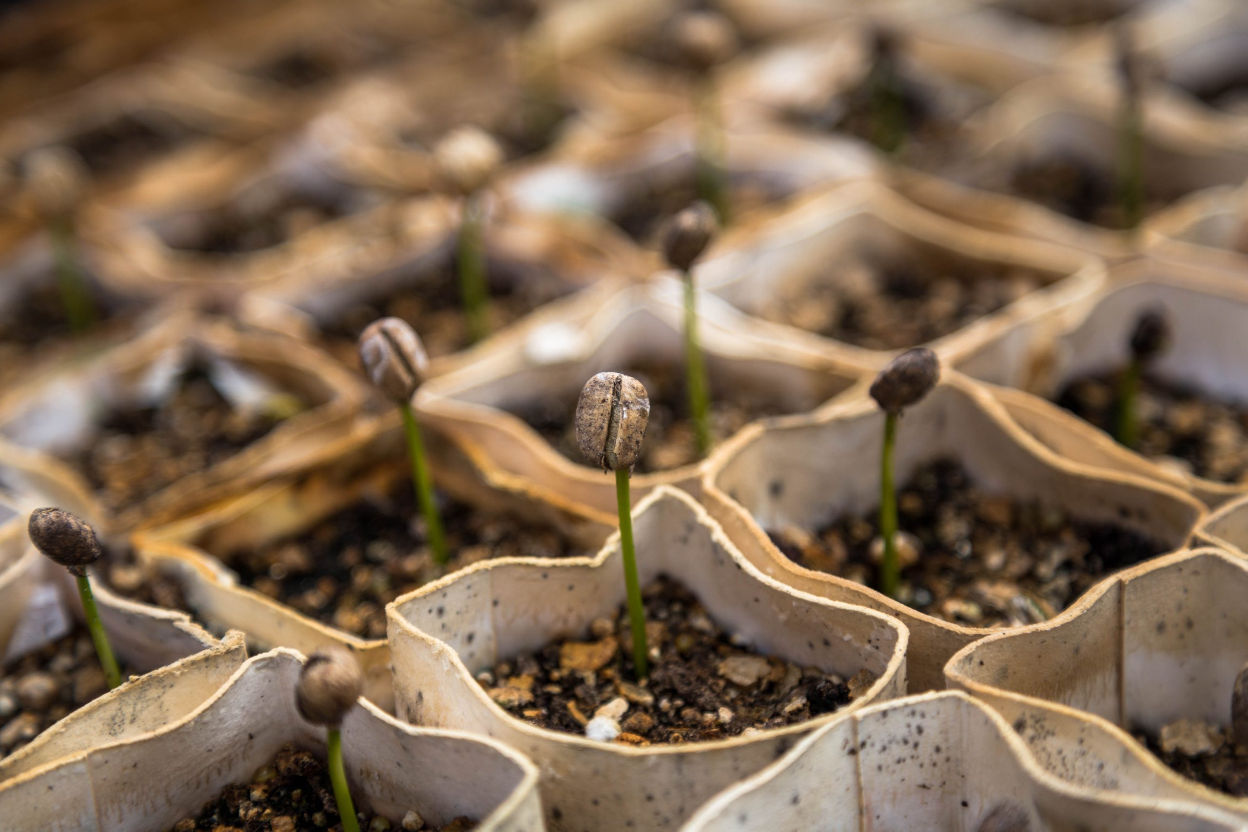 One of many easiest methods to Wake Your Yard from Its Extended Winter Nap