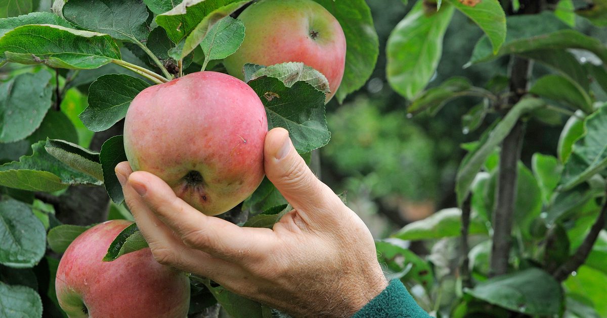 Eight factors it is advisable to search out out about rising apples