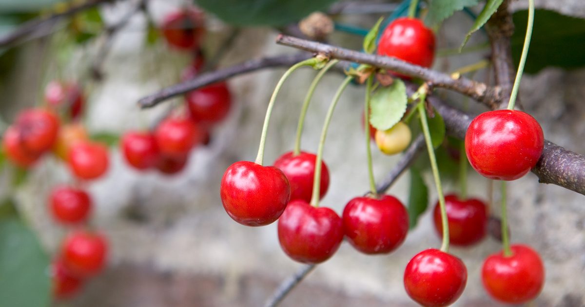 Probably the greatest methods to Develop Cherries | BBC Gardeners World Journal