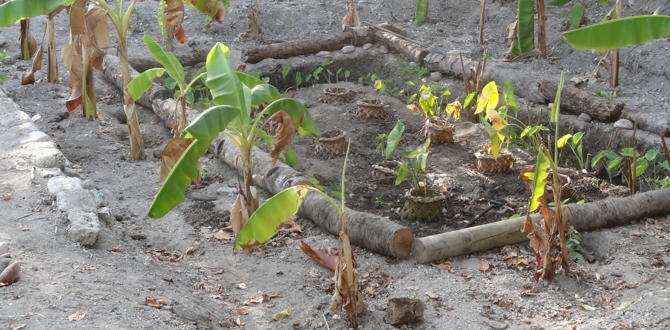 How meals gardens primarily based on customary apply can enhance correctly being contained in the Pacific