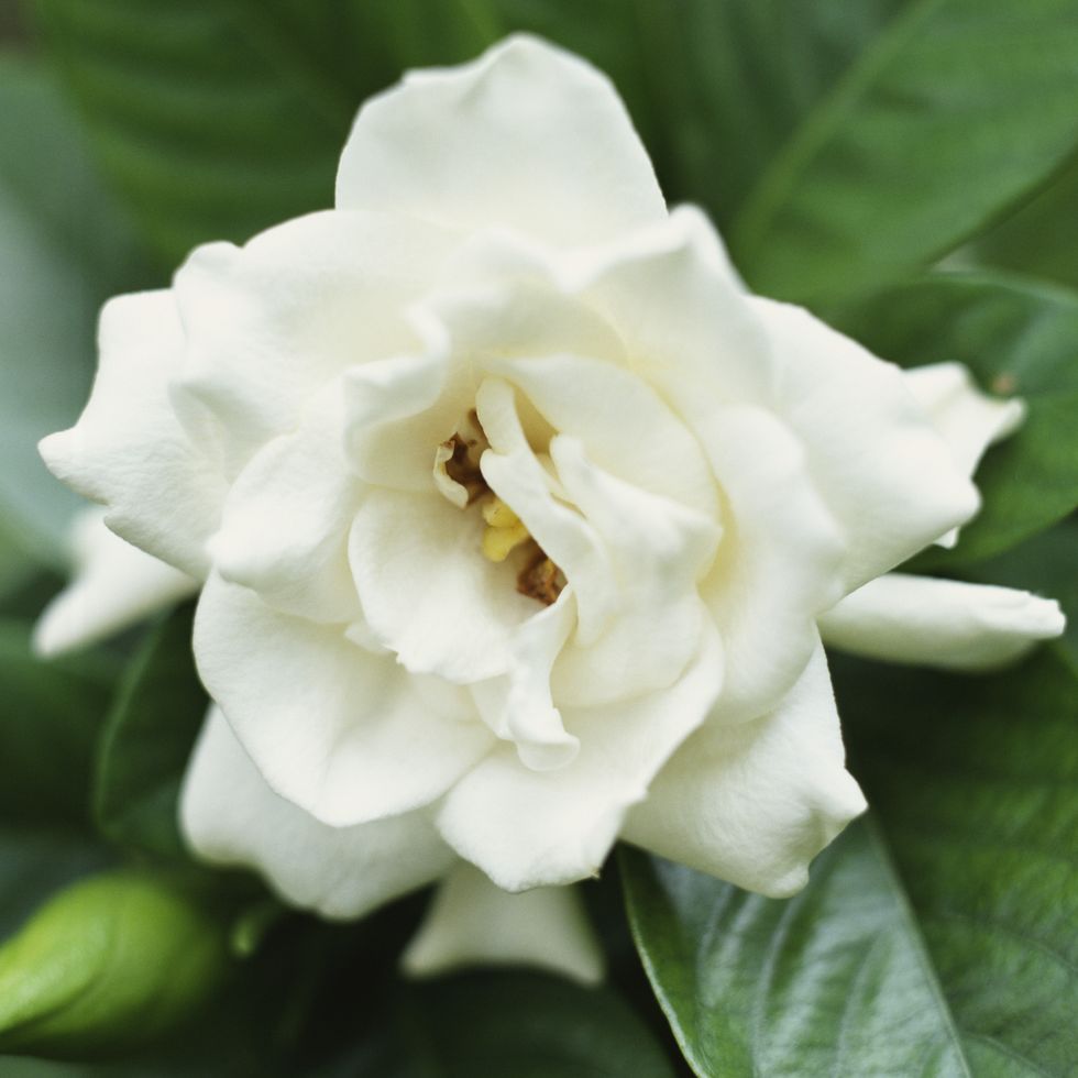 gardenia