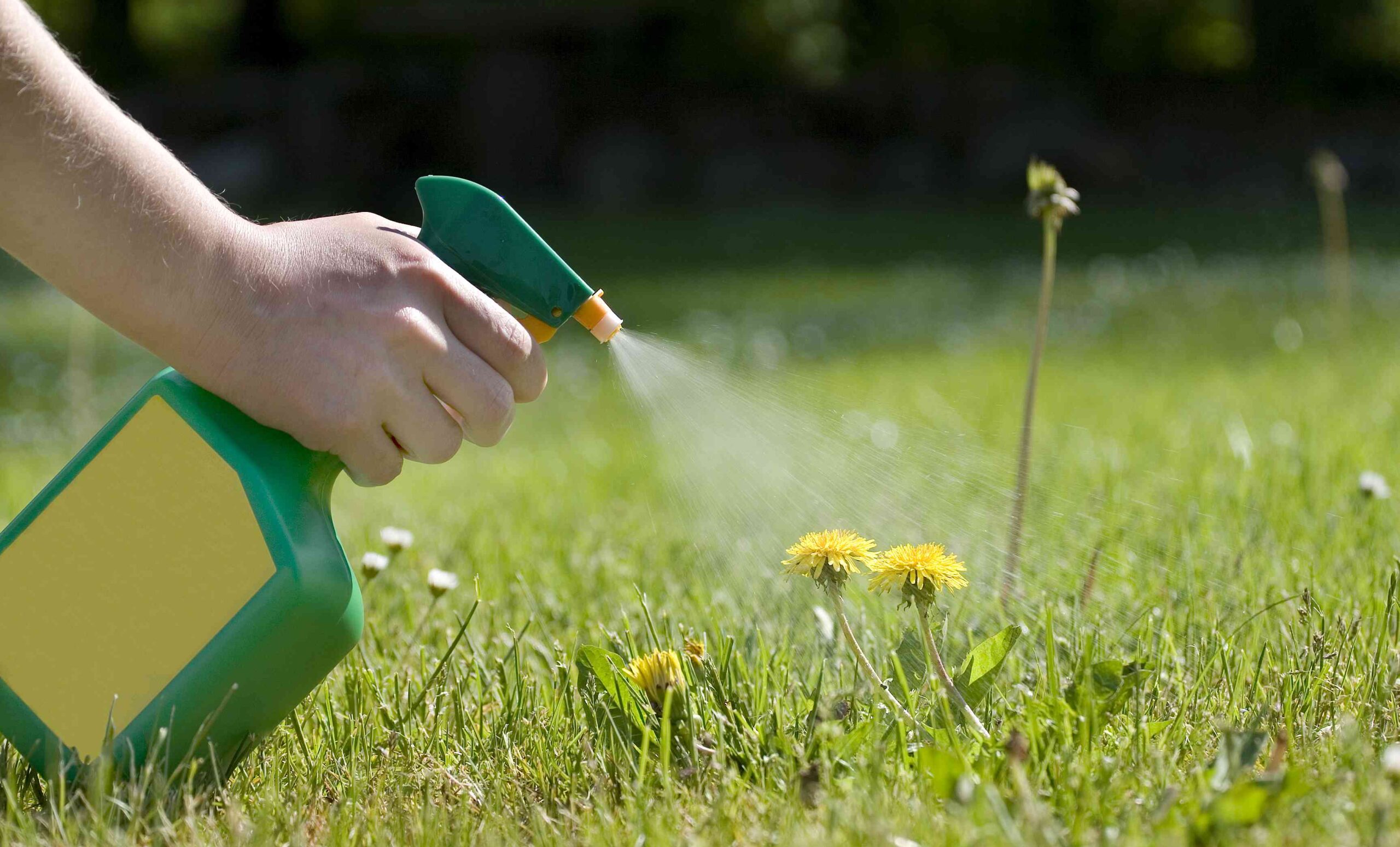 The suitable approach to Kill Weeds With Salt