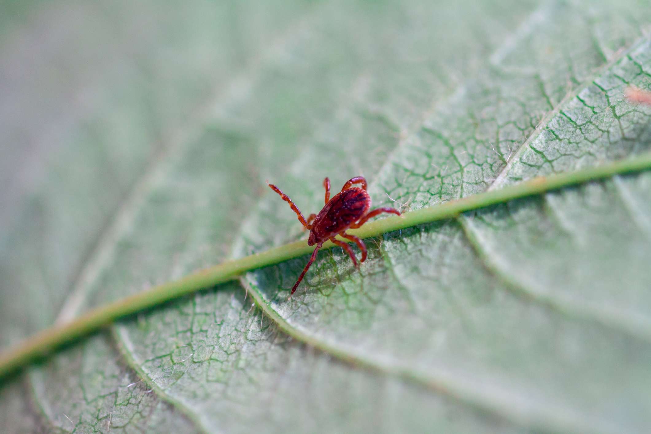 The proper strategy to Get Rid of Chiggers on Pores and pores and skin, In or Spherical Home