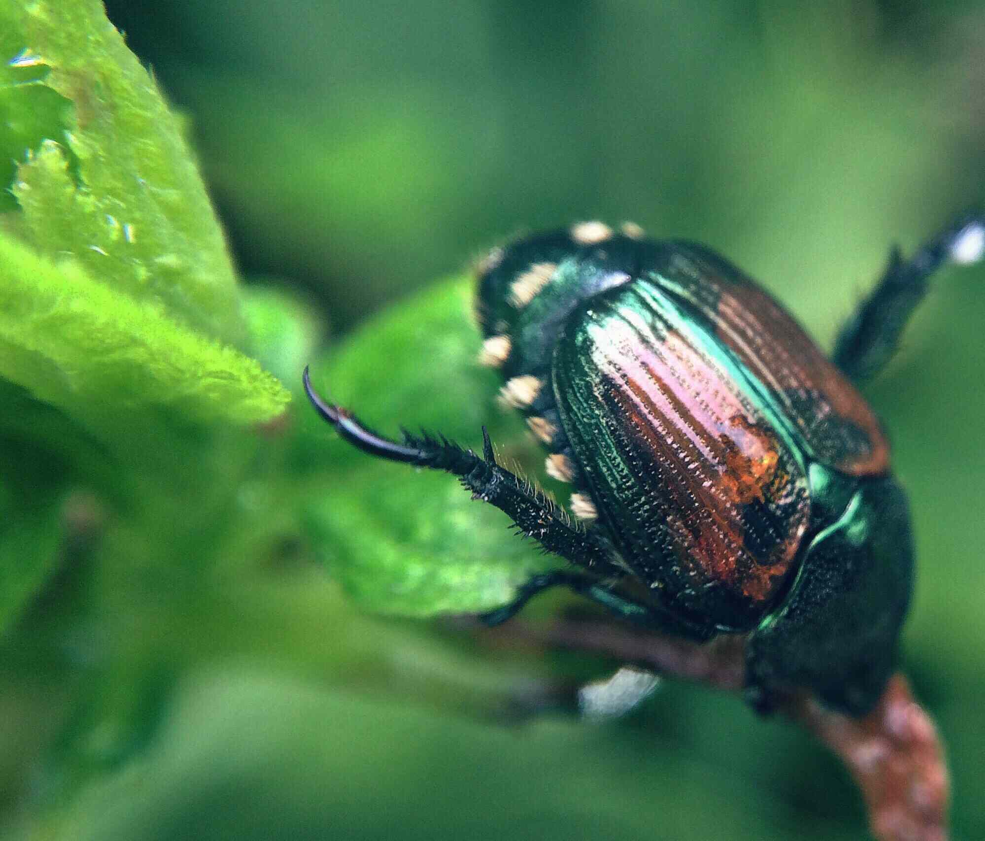 Recommendations on learn how to Administration Japanese Beetles in Your Backyard and Yard