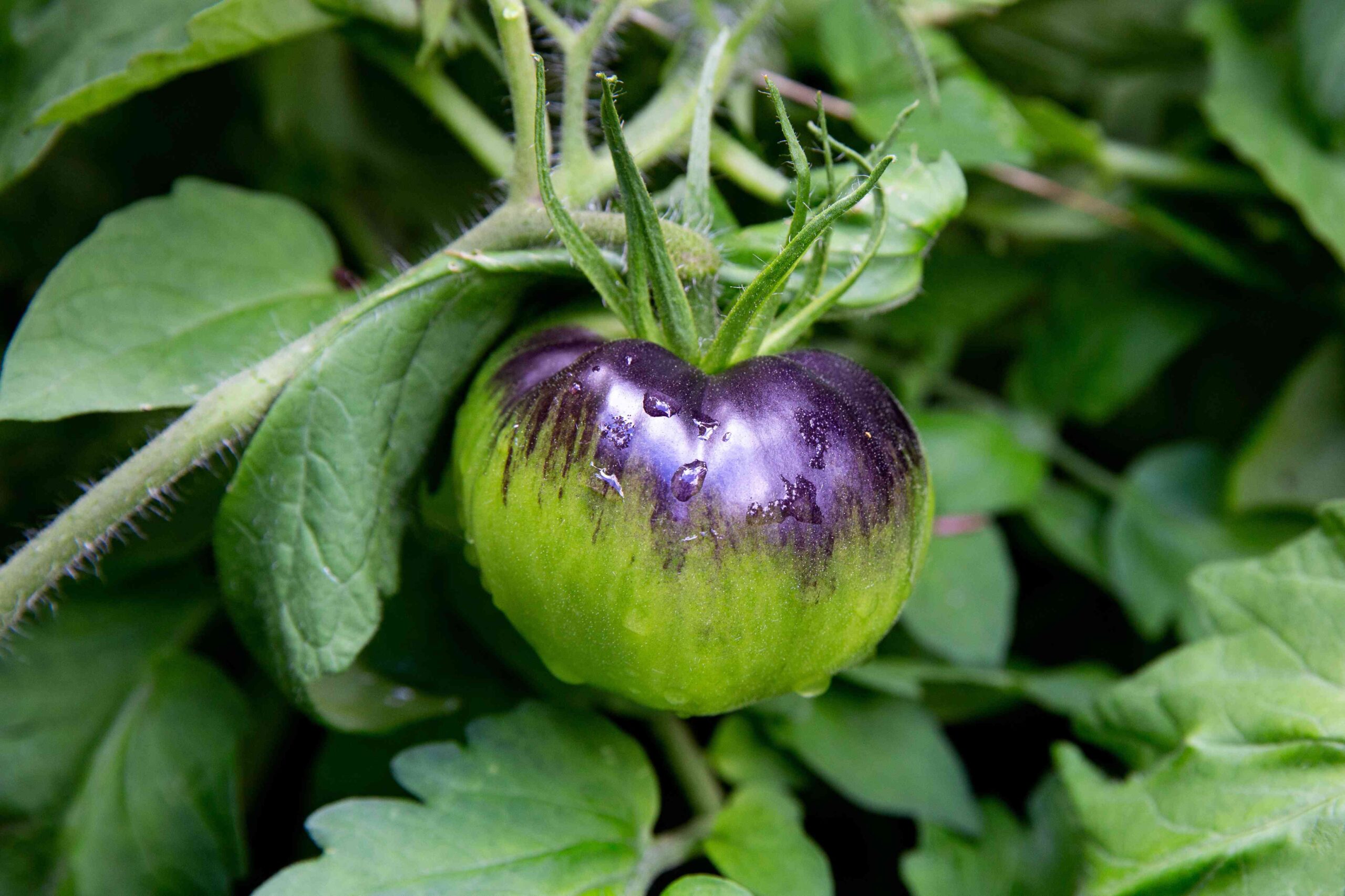 The best way to Ripen Inexperienced Tomatoes