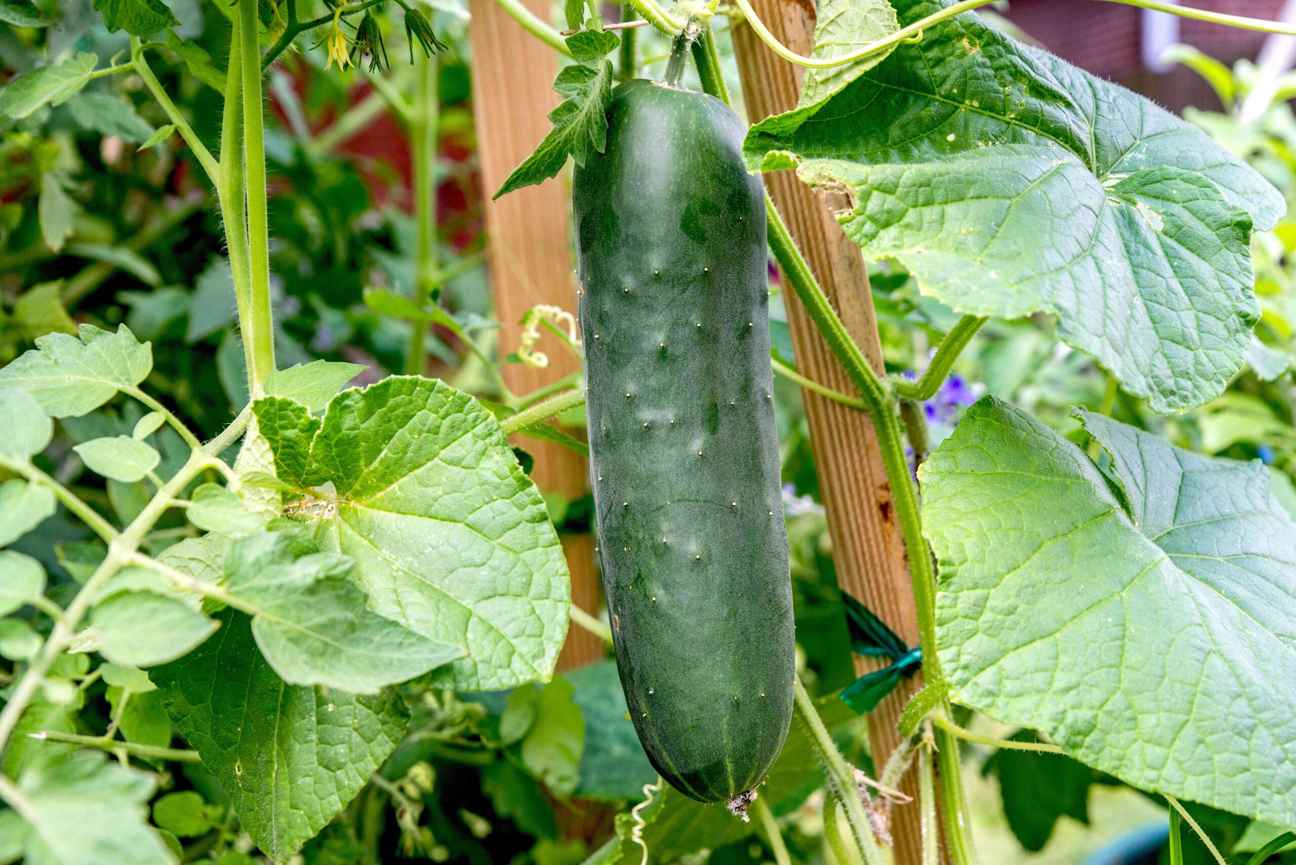 Why Are My Cucumbers Bitter? Causes and Choices