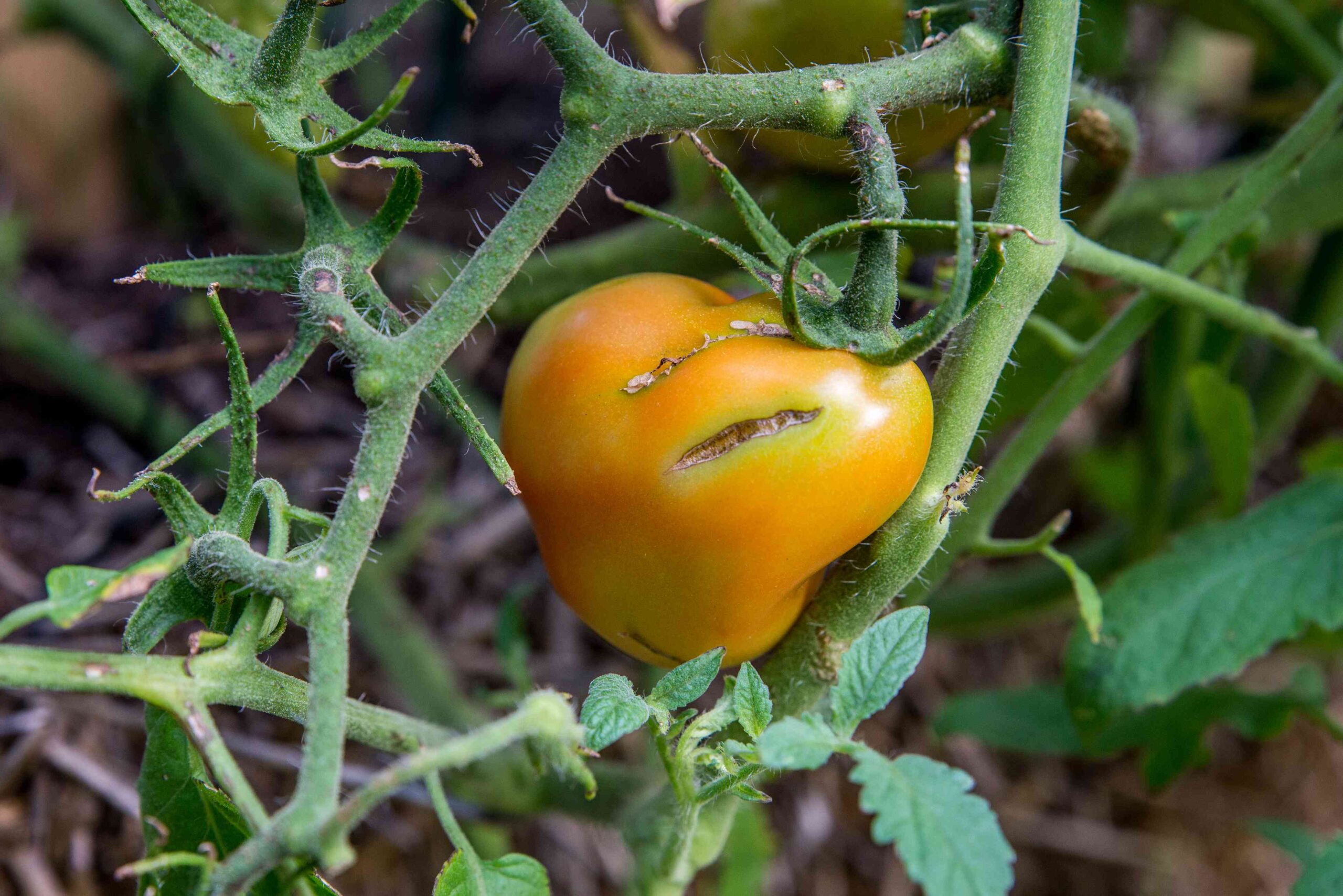 Why Tomatoes Lower up and 7 Simple Strategies to Forestall It